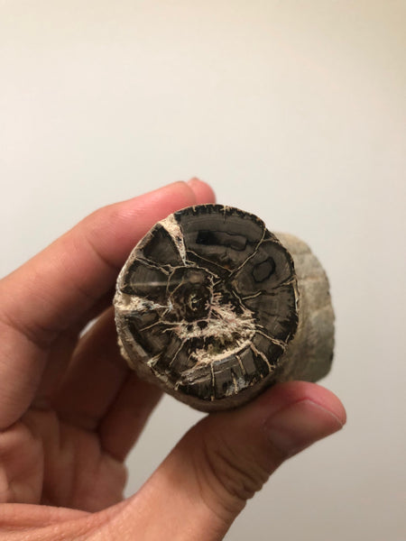 Petrified Wood Raw Specimen 194g