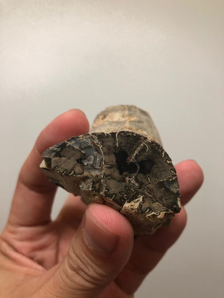 Petrified Wood Raw Specimen 194g