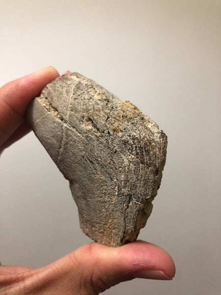 Petrified Wood Raw Specimen 194g