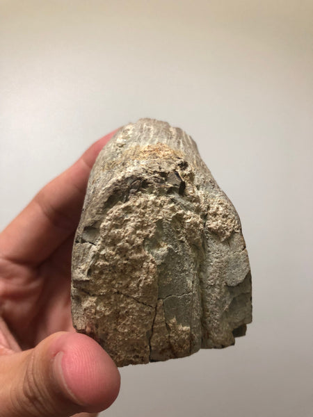 Petrified Wood Raw Specimen 194g