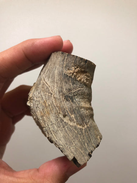 Petrified Wood Raw Specimen 194g
