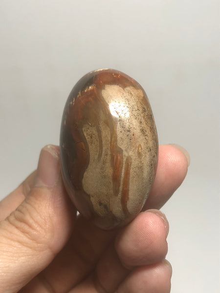 Petrified Wood Palm Stones 57g